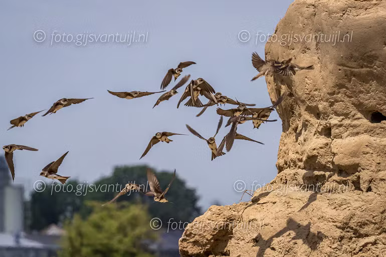 2020_05_26 Oeverzwaluw aan de Waal